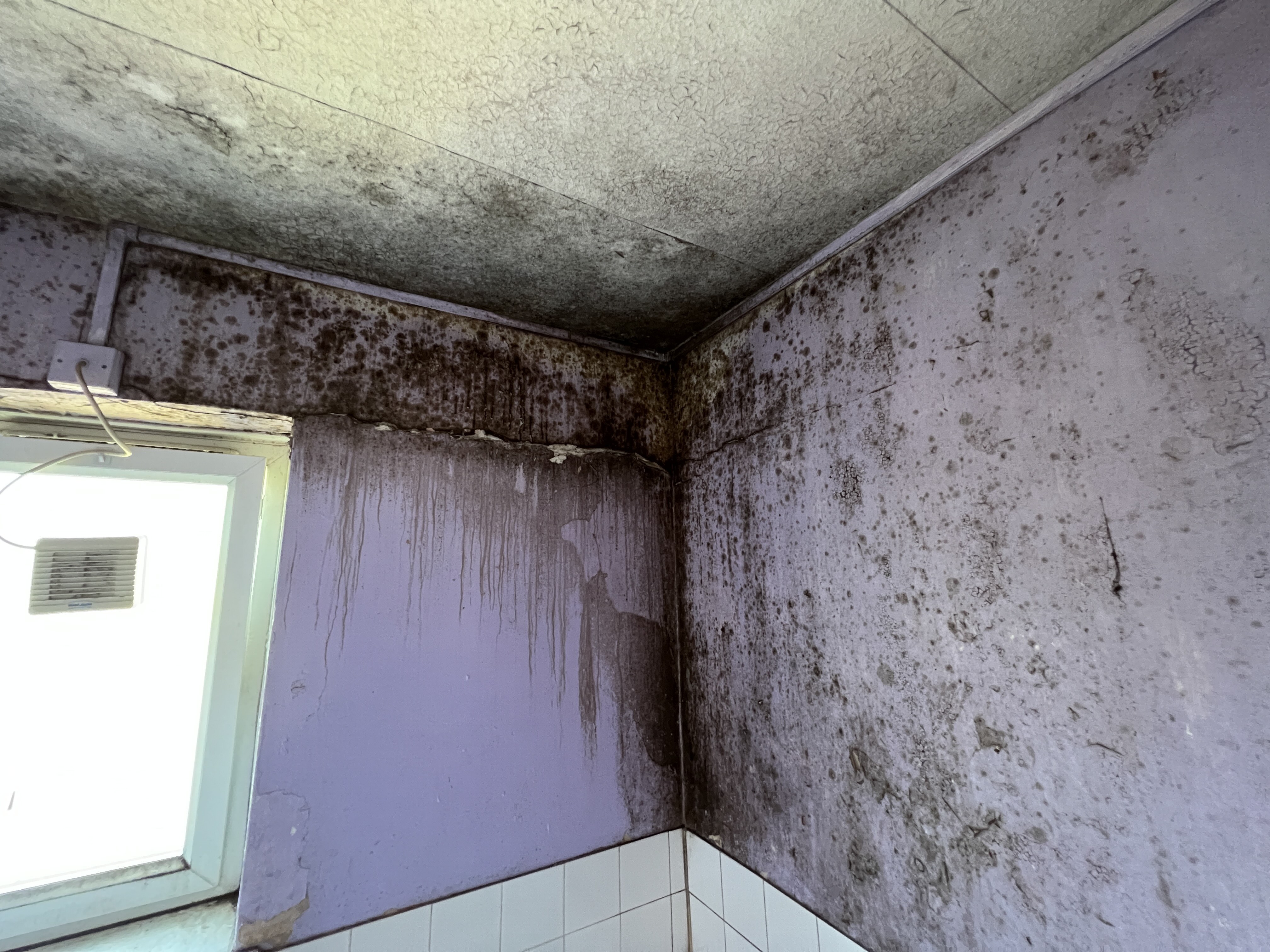 Damp & Mould Survey